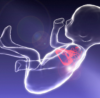 Explaining the Safety of Fetal Heart Scans - Easy Facts for Parents