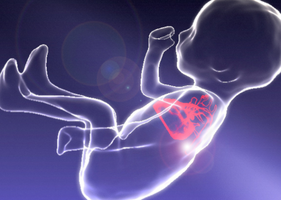 Explaining the Safety of Fetal Heart Scans - Easy Facts for Parents