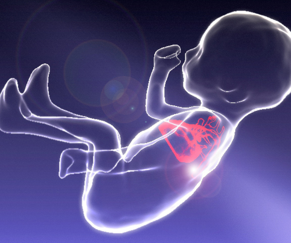 Explaining the Safety of Fetal Heart Scans - Easy Facts for Parents